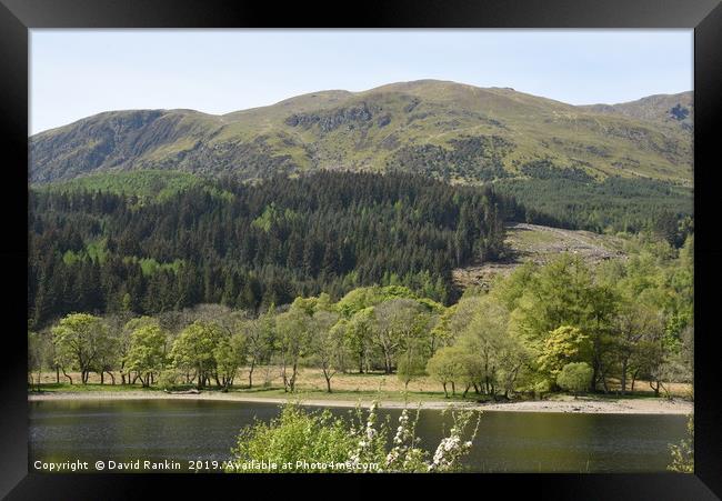 trees on the shore of Loch Lubnaig, near Callendar Framed Print by Photogold Prints