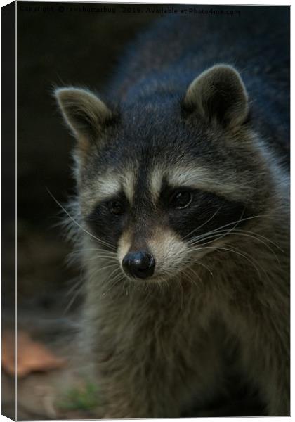 Raccoon Canvas Print by rawshutterbug 