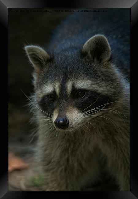 Raccoon Framed Print by rawshutterbug 