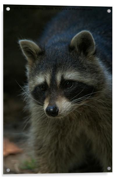 Raccoon Acrylic by rawshutterbug 