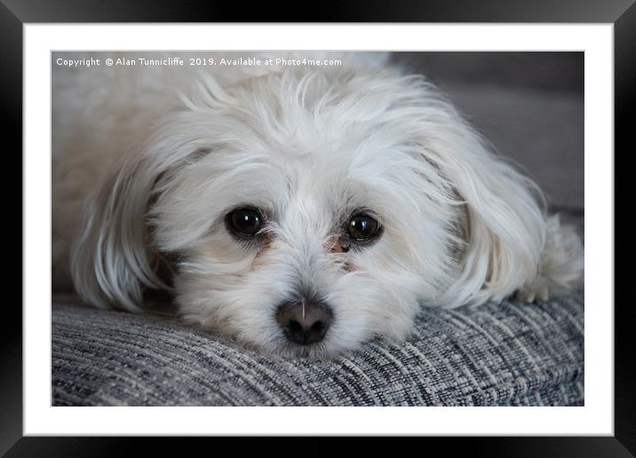 Maltese Bichon Framed Mounted Print by Alan Tunnicliffe