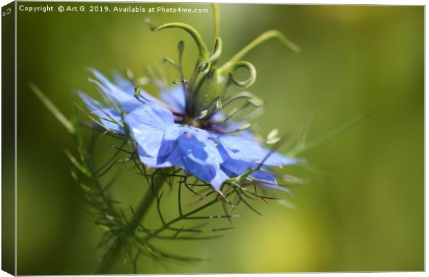 Love in a Mist Canvas Print by Art G