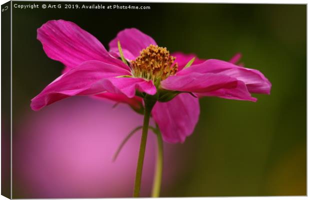 Pink Cosmos Canvas Print by Art G