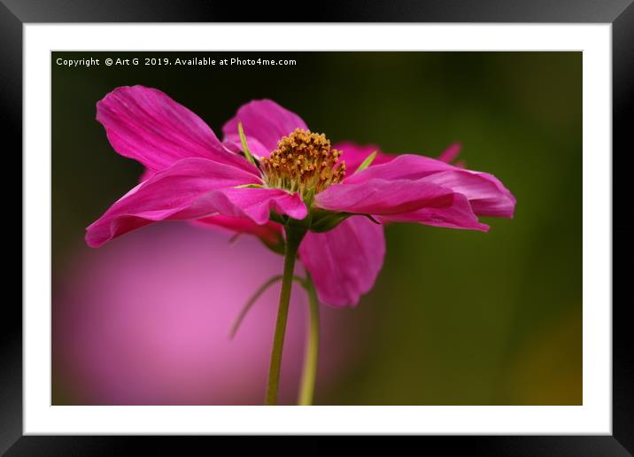 Pink Cosmos Framed Mounted Print by Art G