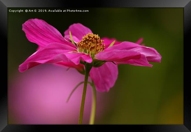 Pink Cosmos Framed Print by Art G