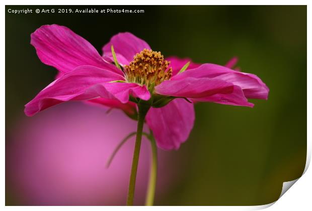 Pink Cosmos Print by Art G