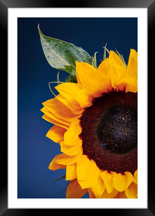Sunflower Framed Mounted Print by Andrew Stevens