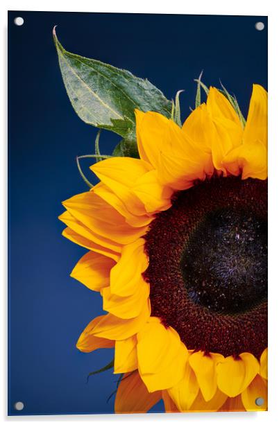 Sunflower Acrylic by Andrew Stevens