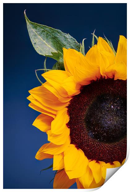 Sunflower Print by Andrew Stevens