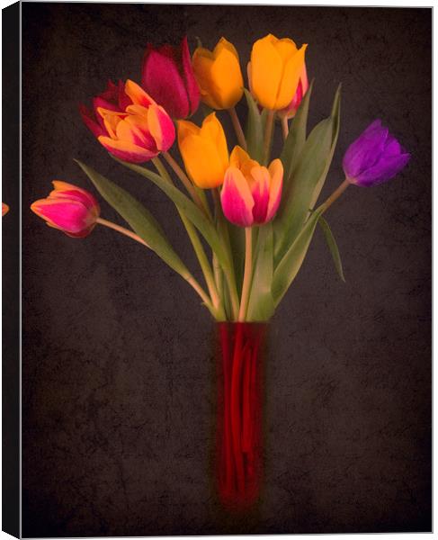 Tulips Canvas Print by Andrew Stevens