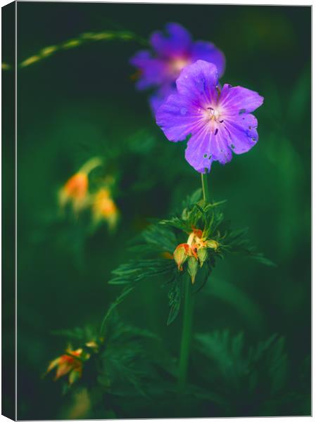 Wild Flowers Canvas Print by Andrew Stevens