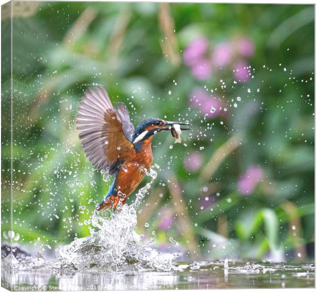 Kingfisher with fish  Canvas Print by Steve Adams