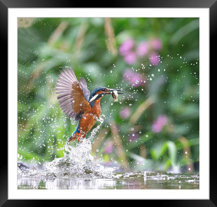 Kingfisher with fish  Framed Mounted Print by Steve Adams