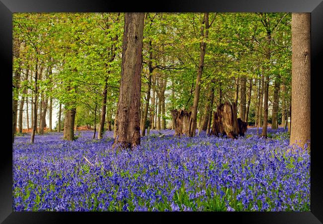 Bluebell Woods Greys Court Oxfordshire England UK Framed Print by Andy Evans Photos