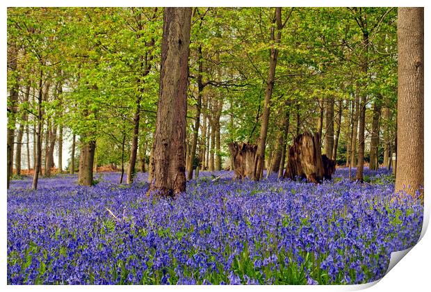 Bluebell Woods Greys Court Oxfordshire England UK Print by Andy Evans Photos