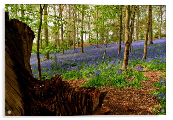 Bluebell Woods Greys Court Oxfordshire England UK Acrylic by Andy Evans Photos