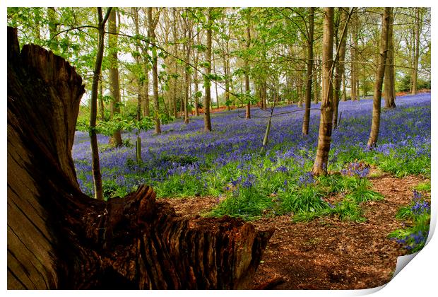 Bluebell Woods Greys Court Oxfordshire England UK Print by Andy Evans Photos