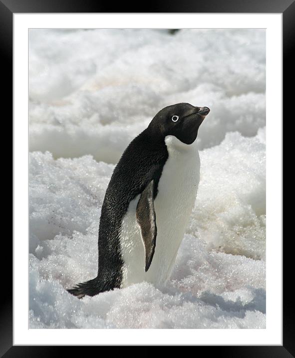 Adelie Penguin 5 Framed Mounted Print by Ruth Hallam