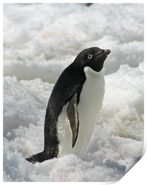 Adelie Penguin 5 Print by Ruth Hallam