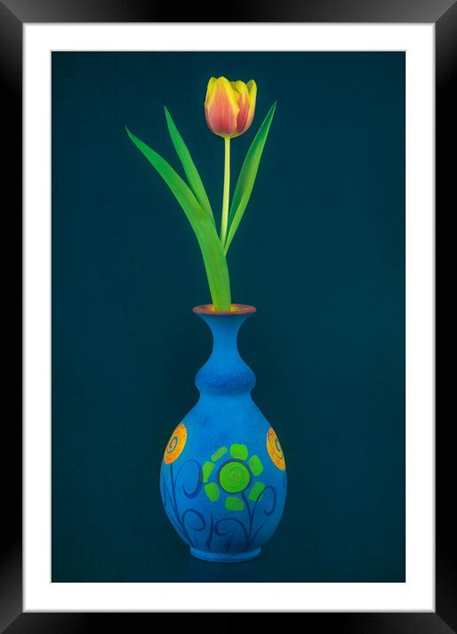 Tulip in Blue Vase Framed Mounted Print by Andrew Stevens