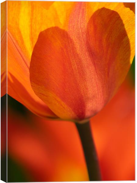 Orange and Yellow Tulip Canvas Print by Andrew Stevens