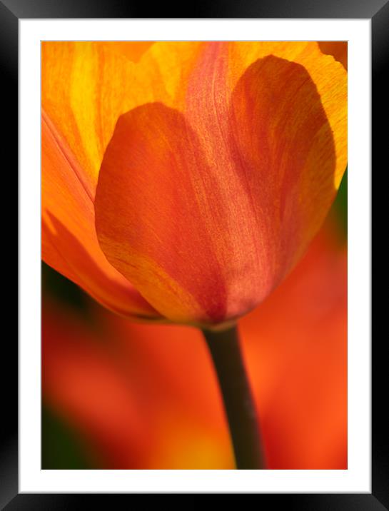 Orange and Yellow Tulip Framed Mounted Print by Andrew Stevens