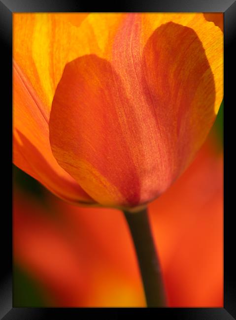 Orange and Yellow Tulip Framed Print by Andrew Stevens