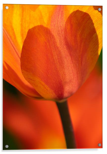 Orange and Yellow Tulip Acrylic by Andrew Stevens
