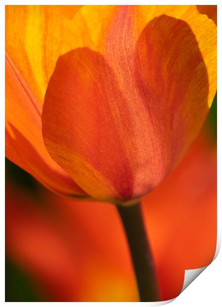 Orange and Yellow Tulip Print by Andrew Stevens