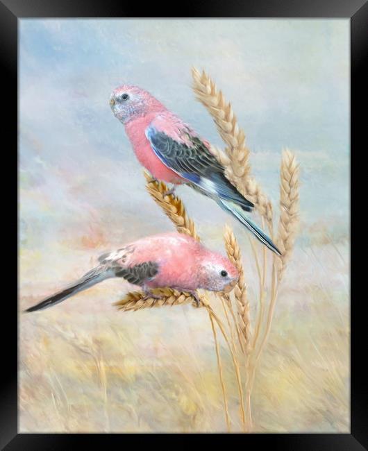 Bourkes Parrot Framed Print by Trudi Simmonds