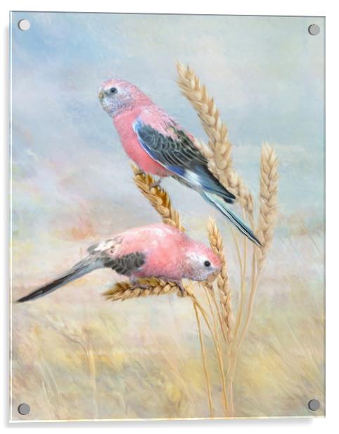 Bourkes Parrot Acrylic by Trudi Simmonds