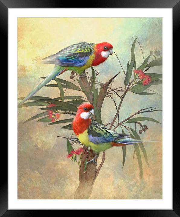 Eastern Rosella Framed Mounted Print by Trudi Simmonds