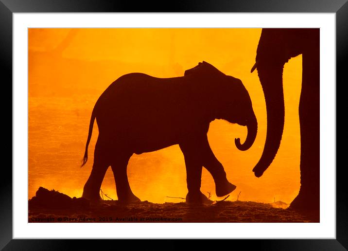 Baby Elephant at Dawn Framed Mounted Print by Steve Adams
