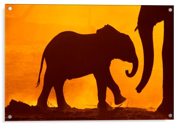 Baby Elephant at Dawn Acrylic by Steve Adams