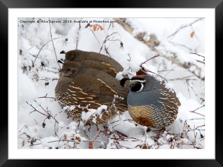 Puffed Winter Quail Family Framed Mounted Print by Mike Dawson