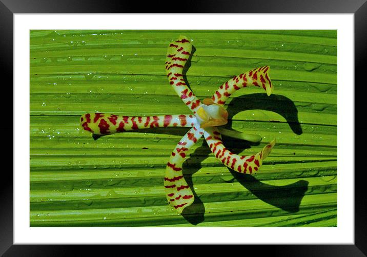 A Fallen Orchid (Sure) Framed Mounted Print by Rodolfo (Don F Barrios Quinon