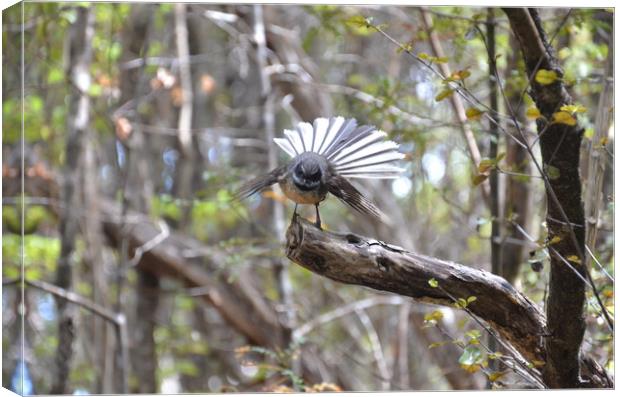     New Zealand Fantail                            Canvas Print by Malcolm Snook