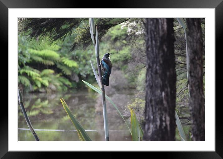 New Zealand Tui                                    Framed Mounted Print by Malcolm Snook