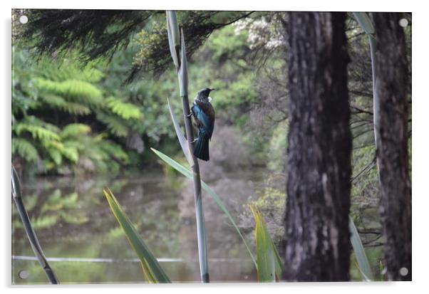 New Zealand Tui                                    Acrylic by Malcolm Snook