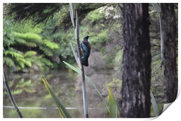 New Zealand Tui                                    Print by Malcolm Snook