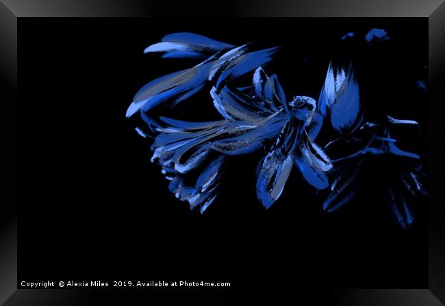 Black and Blue Framed Print by Alexia Miles