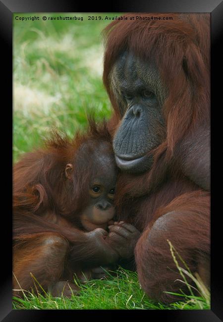 Orangutan mother and baby Framed Print by rawshutterbug 