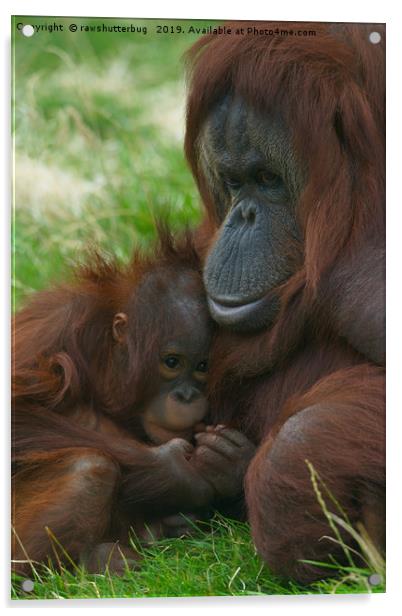 Orangutan mother and baby Acrylic by rawshutterbug 