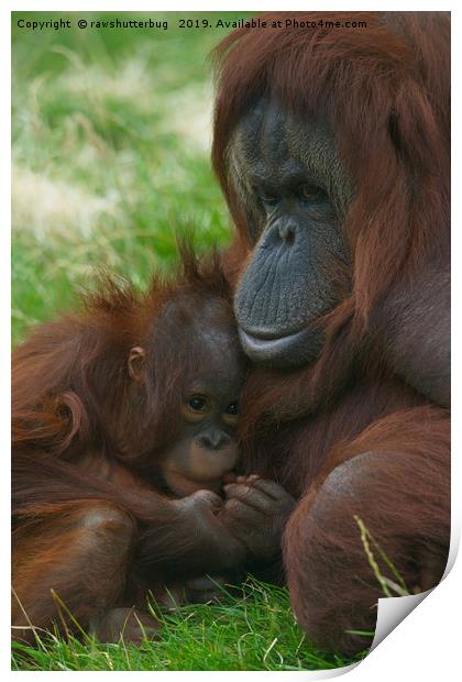 Orangutan mother and baby Print by rawshutterbug 