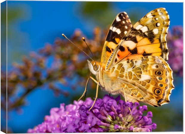 Painted Lady Butterfly. Canvas Print by Colin Allen
