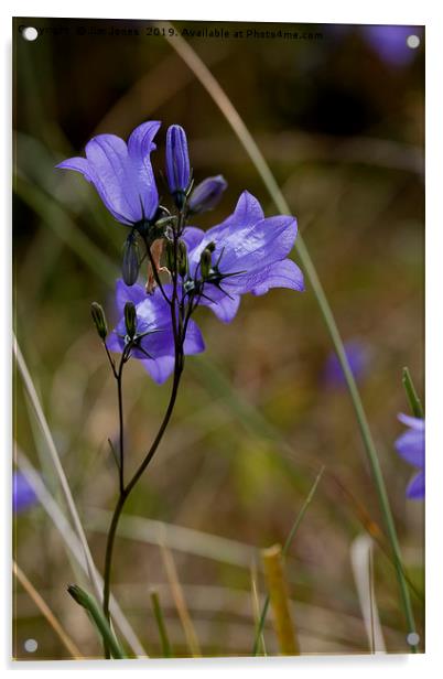 English Wild Flowers - Harebells Acrylic by Jim Jones