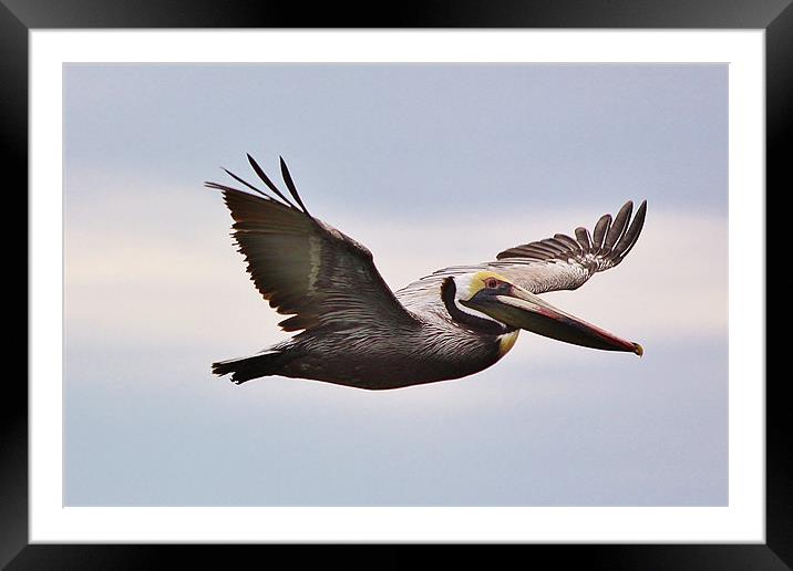 Tampa Bay Pelican Framed Mounted Print by Rodolfo (Don F Barrios Quinon