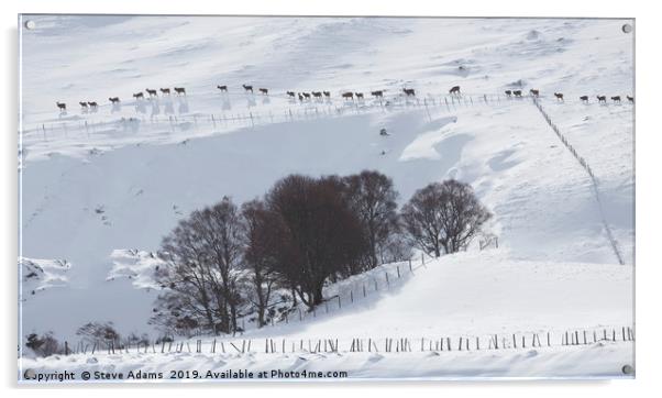 Line of Red Deer, Scotland Acrylic by Steve Adams