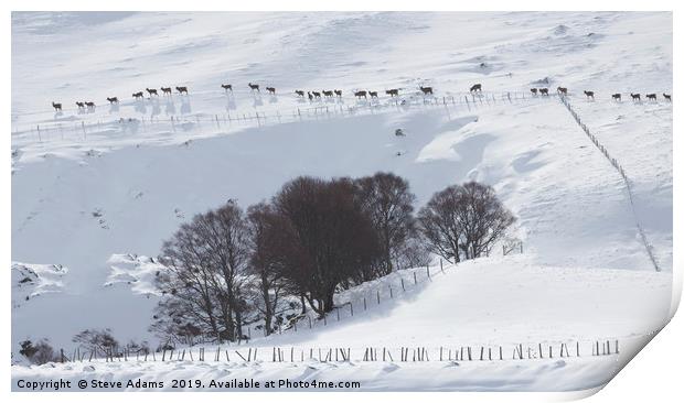 Line of Red Deer, Scotland Print by Steve Adams