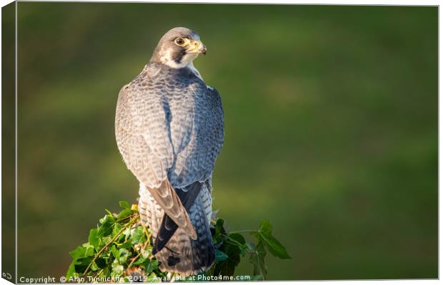 Peregrine falcon Canvas Print by Alan Tunnicliffe
